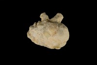 藏品(金口岩螺)的圖片